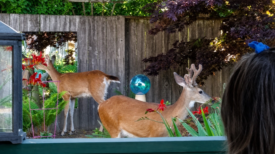 Deer mirror