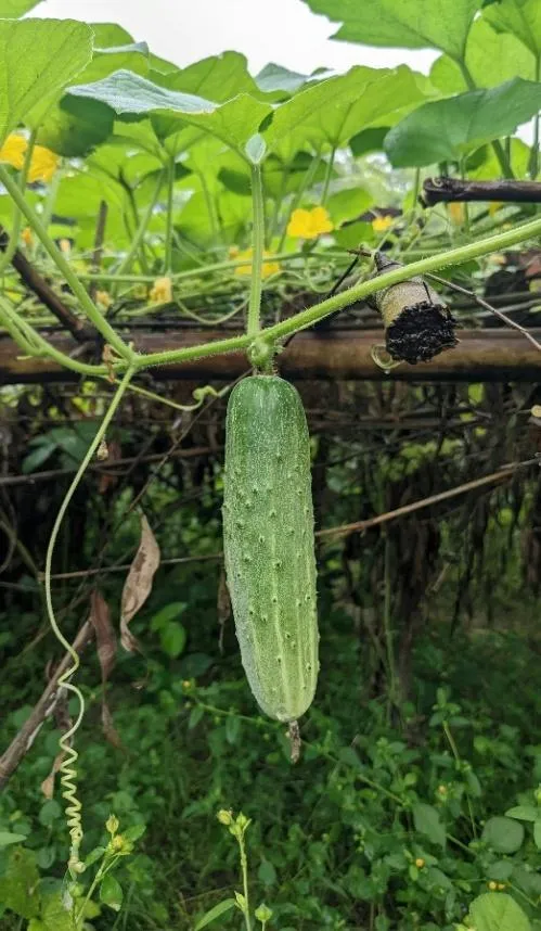Jills cucumbers good eats