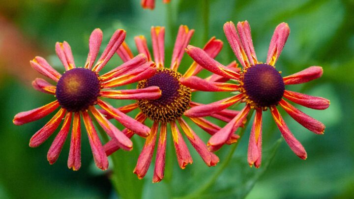 Red Helenium flowers in summer.