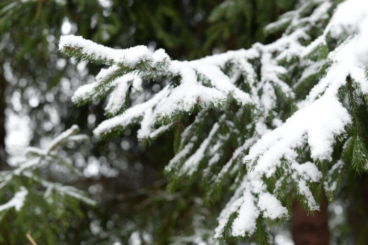 Snow on fir tree